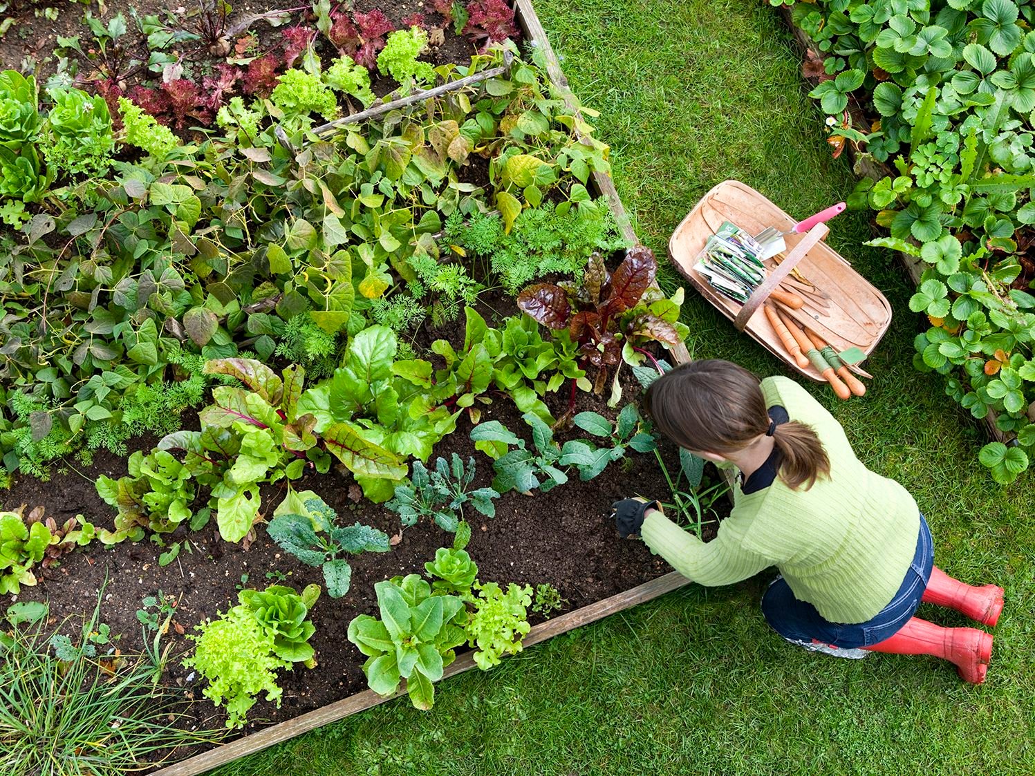 Overhead Shot of Woman Digging in a Vegetable Garden
